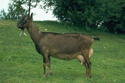 German Goats