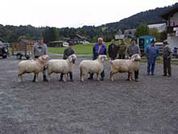 German Mountain Sheep